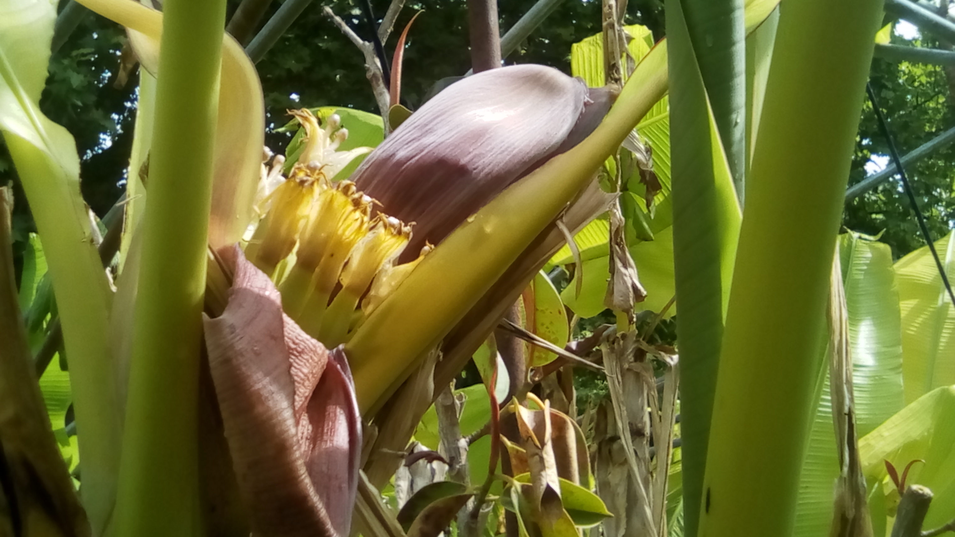 bananes 90CT 147.jpg