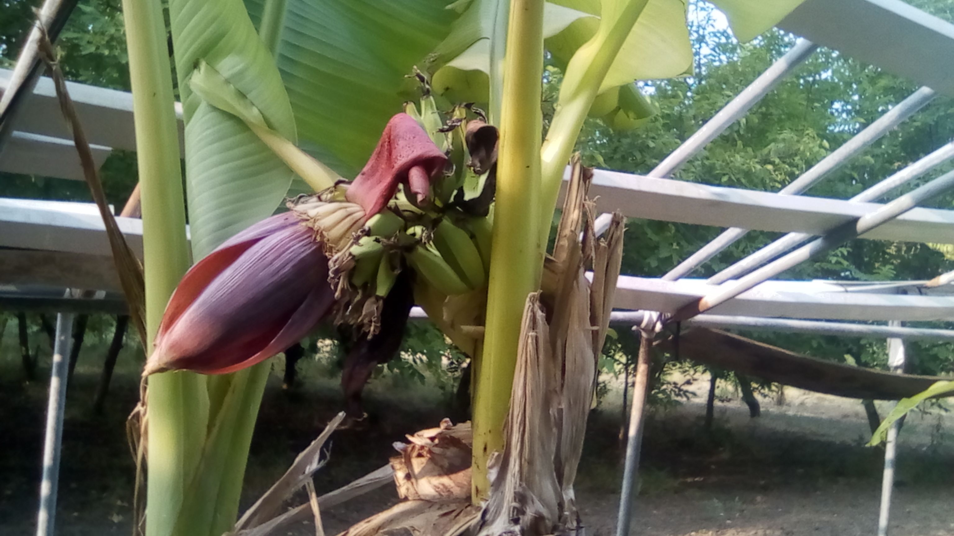bananes n°2.jpg
