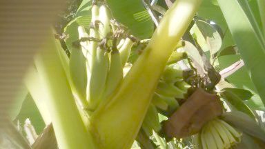 Bananes - 24 Juin.jpg