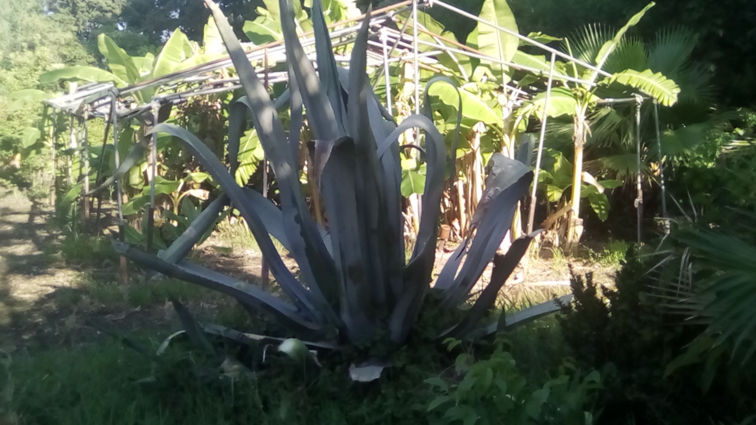 Photo serre 2 Juillet.jpg