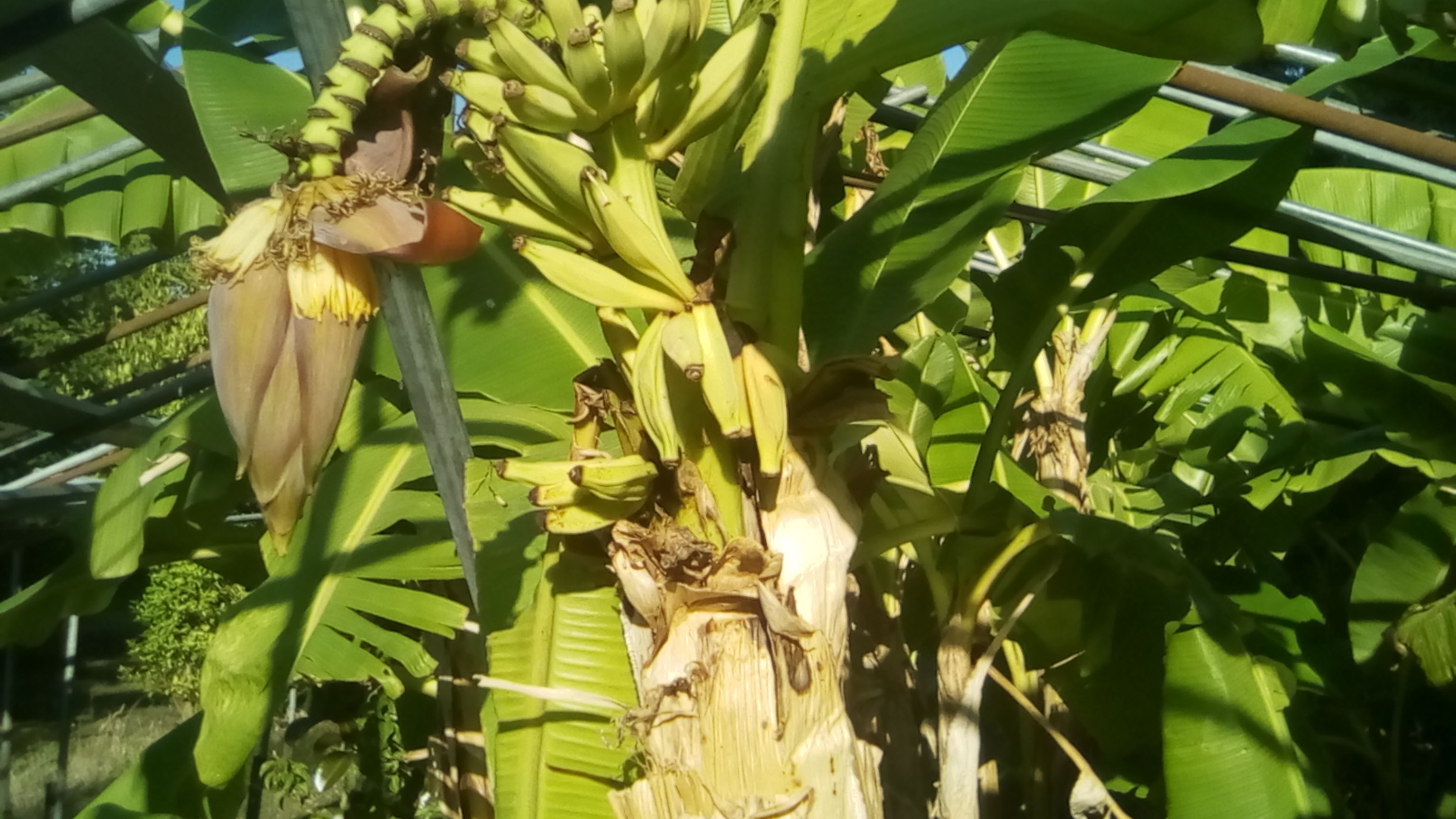 Régiùe 1 - 2 Juillet.jpg