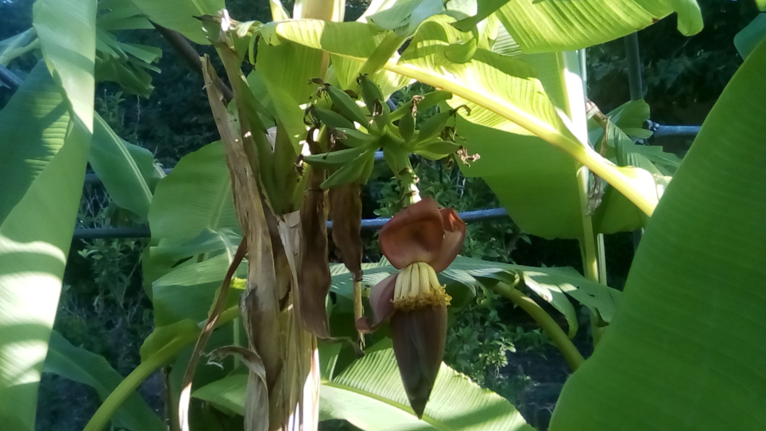 Régiùe 2 - 2 Juillet.jpg