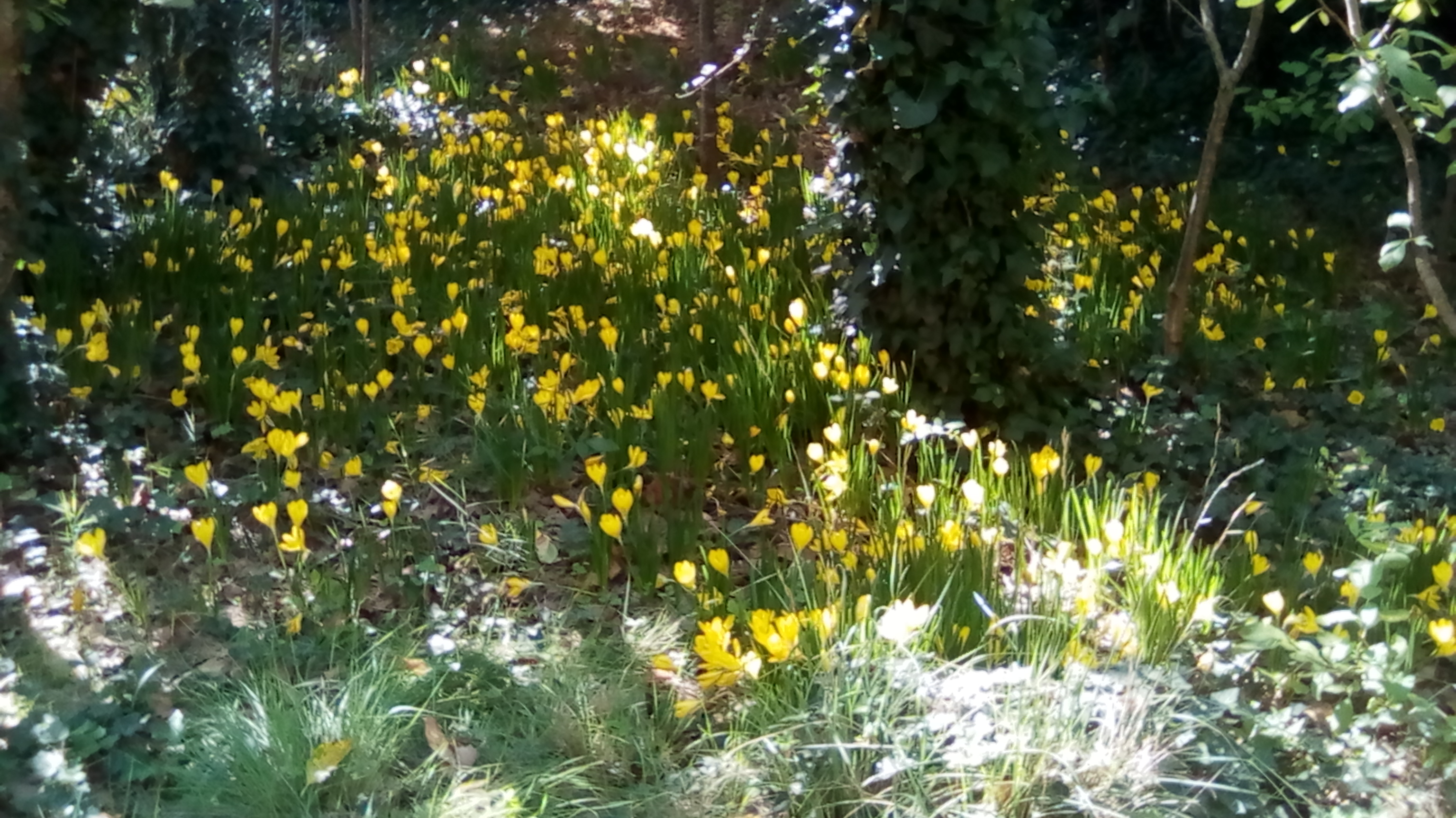 bananes 90CT 025.jpg