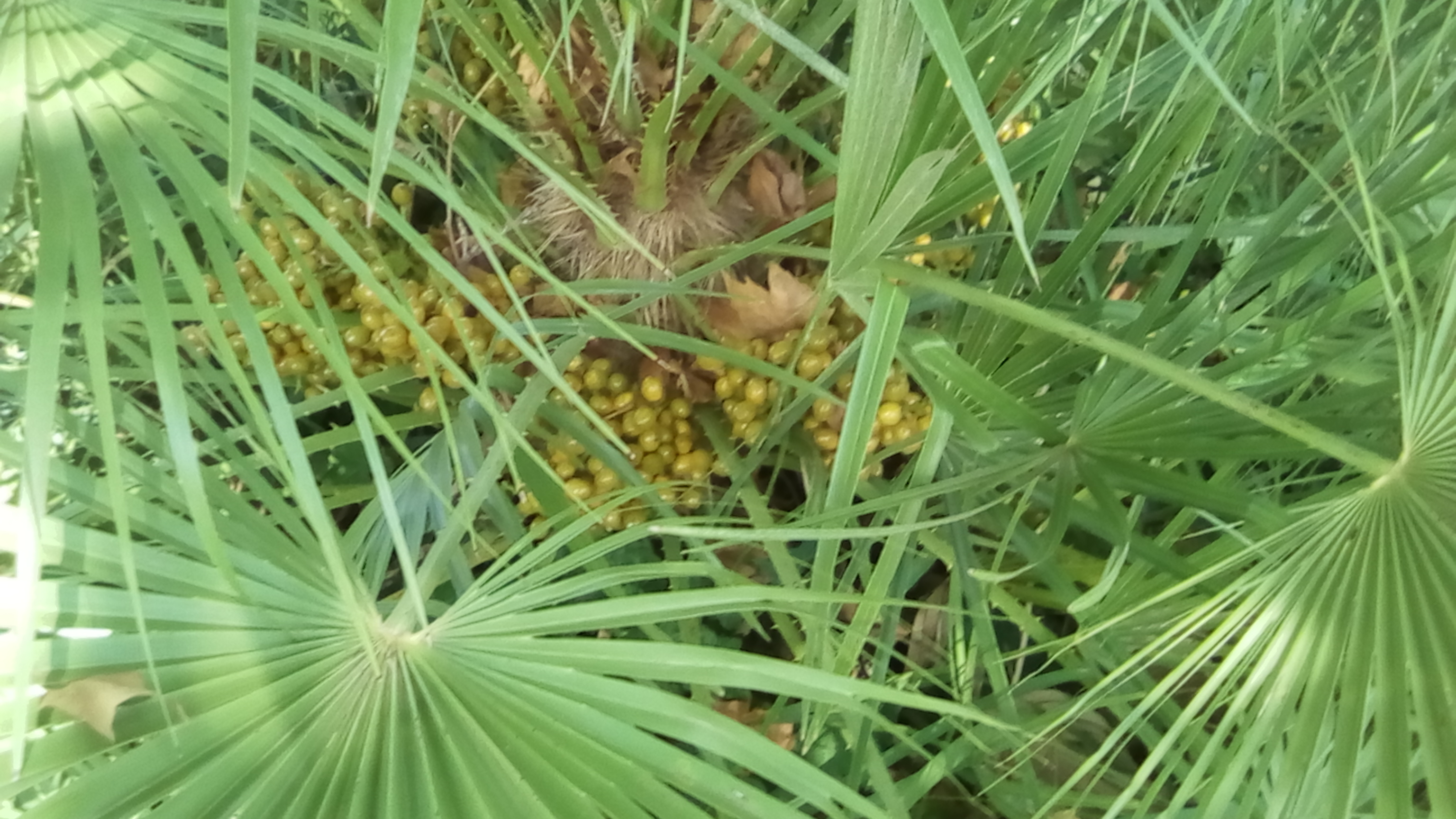 bananes 90CT 026.jpg