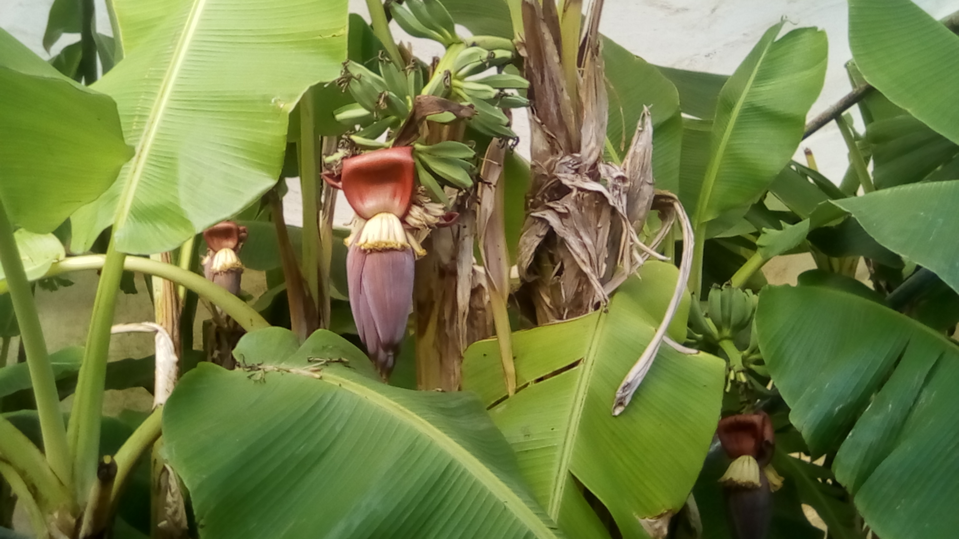 bananes 90CT 002.jpg