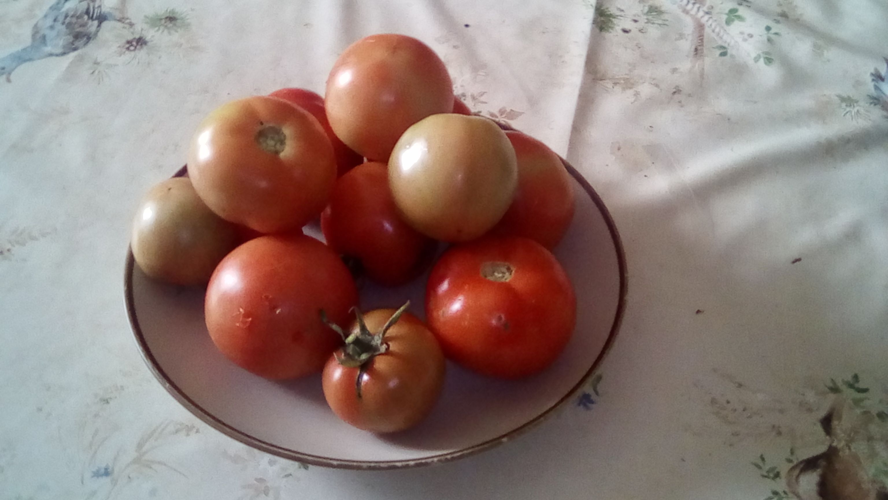 Tomates du jour.jpg