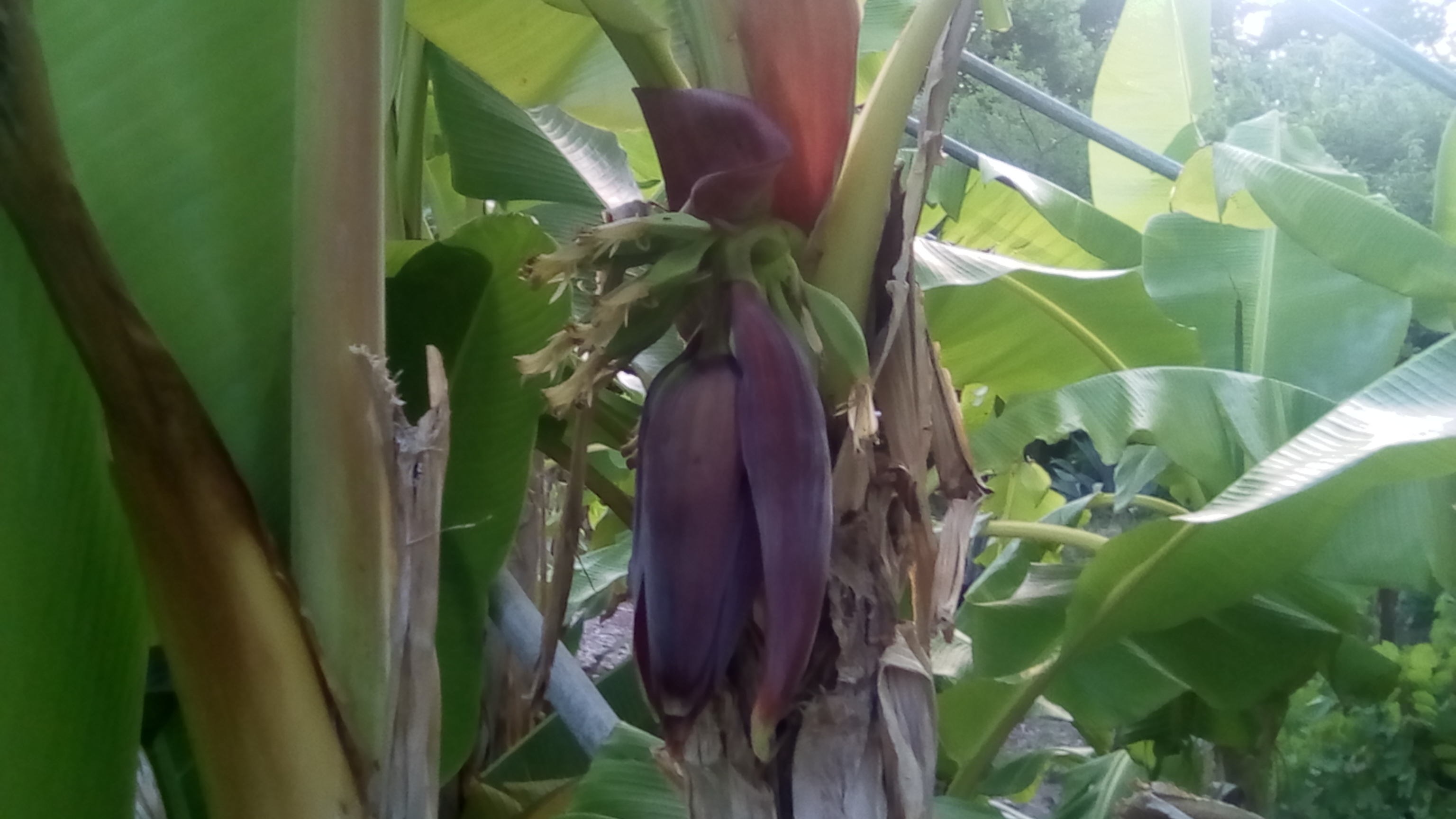 régime de bananes.jpg
