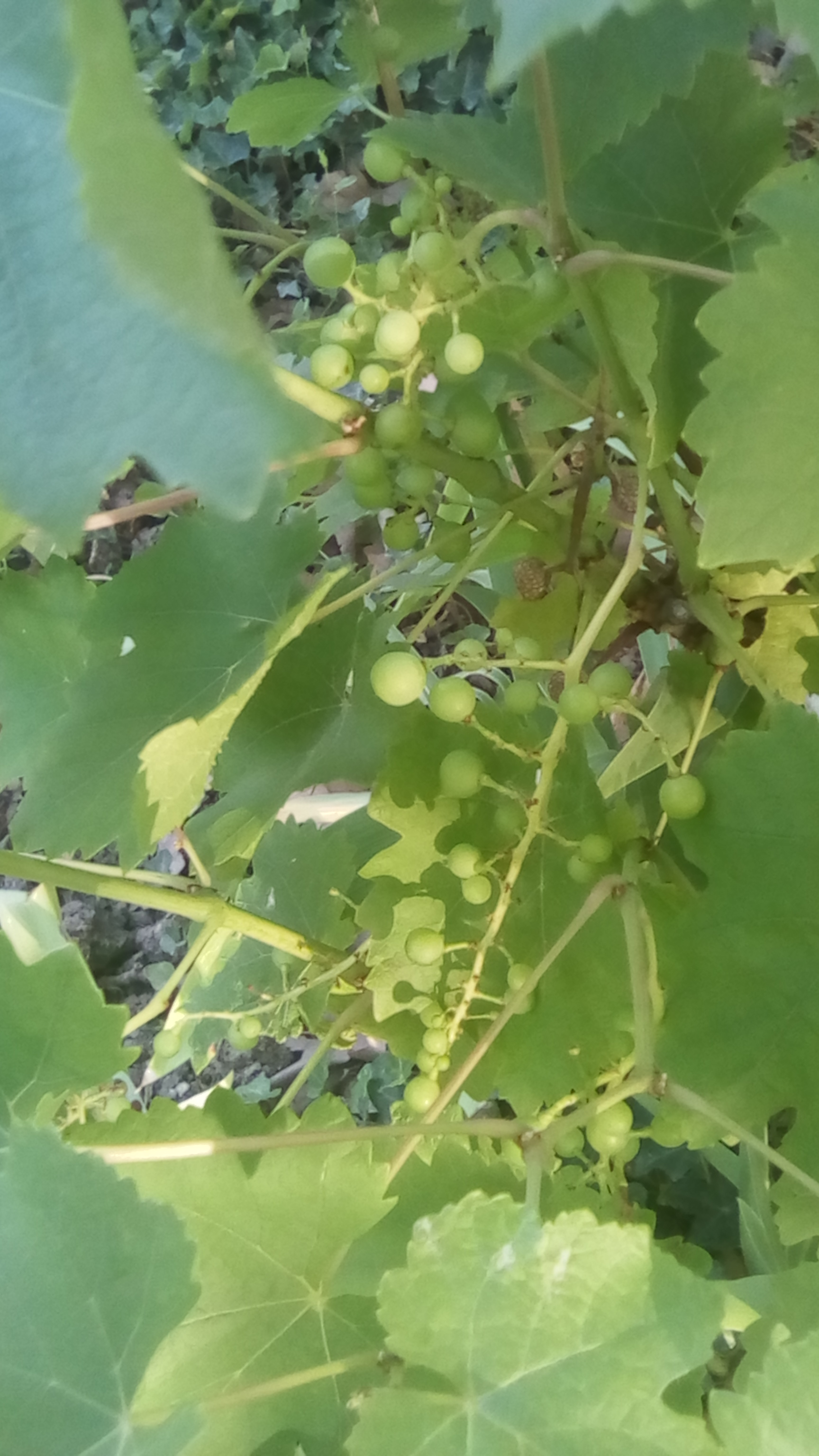 RAISINS.jpg