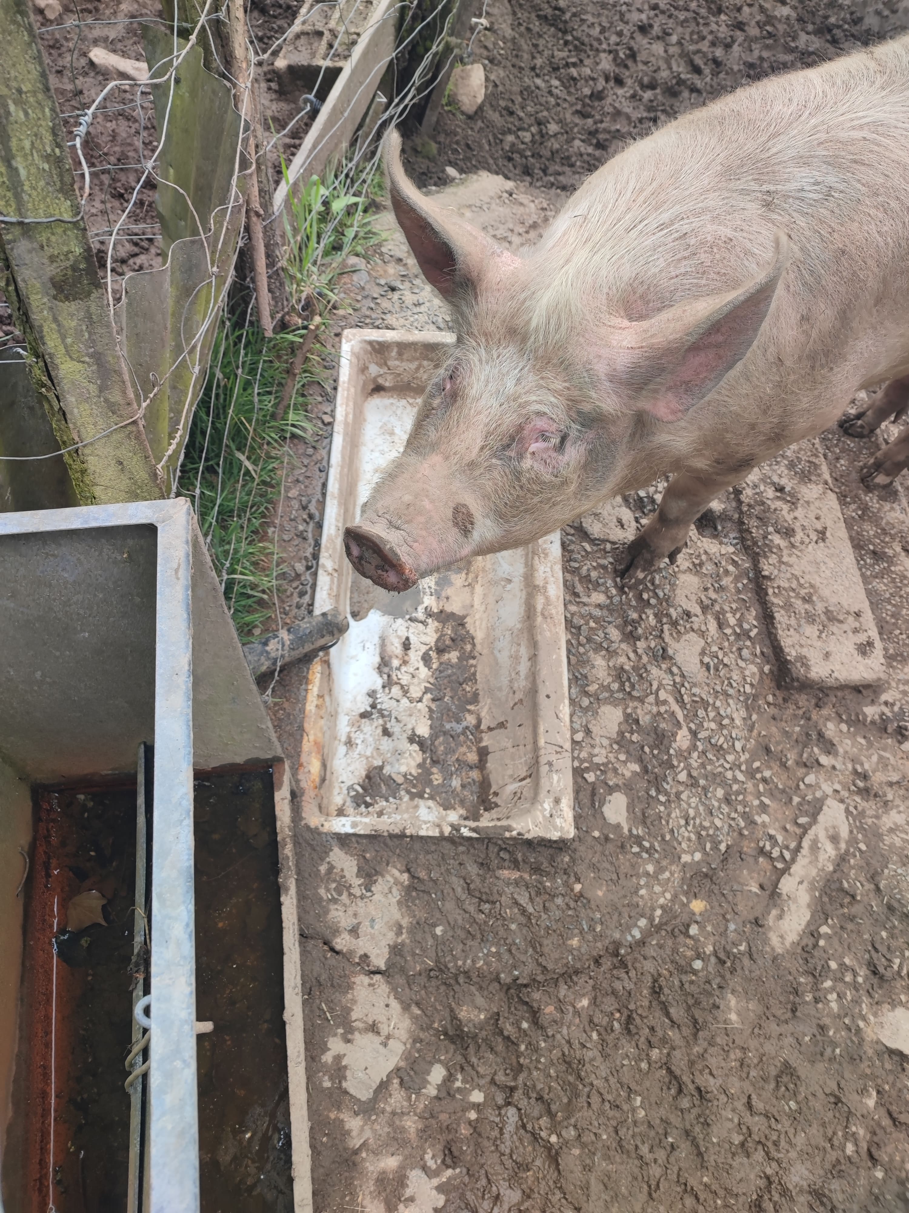 Photo de l'arrivée du tuyau dans l'auge aux cochons