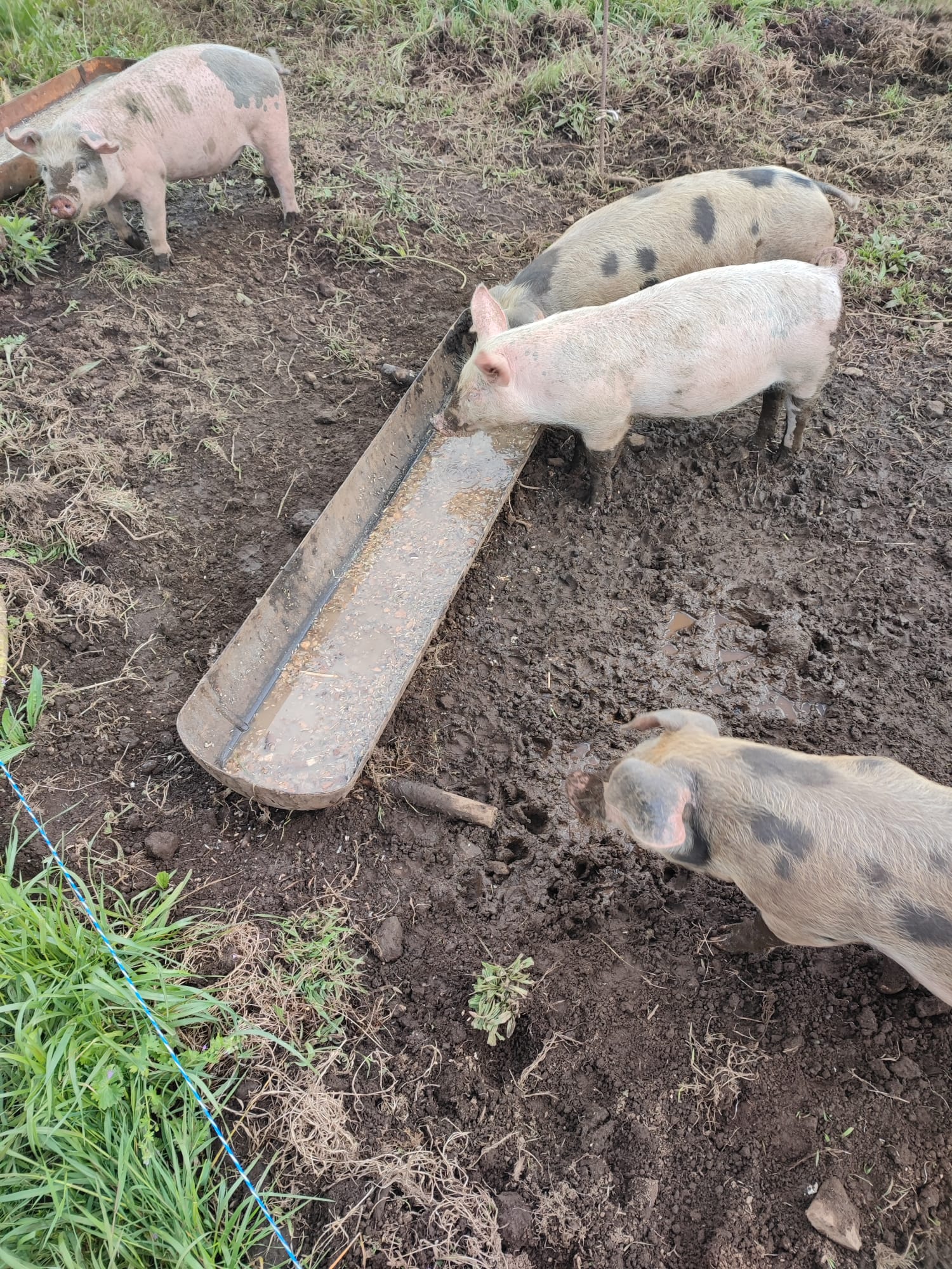Bouteille de gaz auge à cochon(2).jpeg